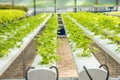 Organic hydroponic vegetable cultivation farm,cultivation hydroponic green vegetable,coriander Royalty Free Stock Photo