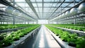 Organic hydroponic vegetable farm in glasshouse