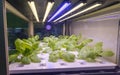 Organic hydroponic vegetable grow with LED Light Indoor farm Royalty Free Stock Photo