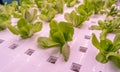Organic hydroponic vegetable grow Royalty Free Stock Photo