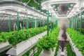 Organic hydroponic vegetable grow with LED Light Indoor farm. Agriculture Technology. Soilless culture of vegetables