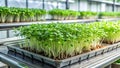 Organic hydroponic vegetable growing in a greenhouse, selective focus Royalty Free Stock Photo