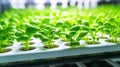 Organic hydroponic vegetable seedling in greenhouse, selective focus Generative AI