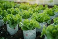 Organic hydroponics farm produces lush green vegetables in controlled environment