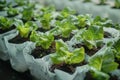 Organic hydroponics farm produces lush green vegetables in controlled environment