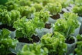 Organic hydroponics farm produces lush green vegetables in controlled environment