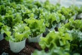 Organic hydroponics farm produces lush green vegetables in controlled environment