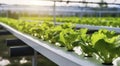 Organic Hydroponics and the Future of Farming. The Art of Growing Vegetables in Hydroponic Systems. Generative AI