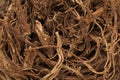 Organic Indian Coleus (Plectranthus barbatus) roots. Royalty Free Stock Photo