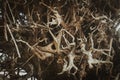 Organic Indian Coleus Plectranthus barbatus roots.