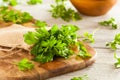 Organic Italian Flat Leaf Parsley Royalty Free Stock Photo