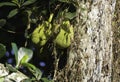 Organic Jackfruit or jack fruit hanging from tree Royalty Free Stock Photo