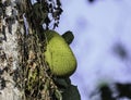 Organic Jackfruit or jack fruit hanging from tree Royalty Free Stock Photo
