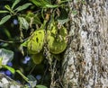 Organic Jackfruit or jack fruit hanging from tree Royalty Free Stock Photo