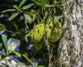 Organic Jackfruit or jack fruit hanging from tree Royalty Free Stock Photo