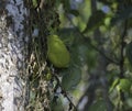 Organic Jackfruit or jack fruit hanging from tree Royalty Free Stock Photo
