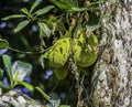 Organic Jackfruit or jack fruit hanging from tree Royalty Free Stock Photo