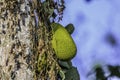 Organic Jackfruit or jack fruit hanging from tree Royalty Free Stock Photo