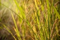 Organic Jasmine Rice in the Rice Field Background Royalty Free Stock Photo