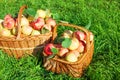 Organic juicy apples in basket. Harvesting in orchard .