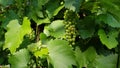 Organic juicy green grapes closeup