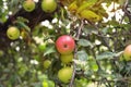 Organic juicy red apples hanging from a tree branch in apple orchard. Royalty Free Stock Photo