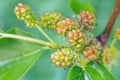 Organic juicy ripening mulberries on a branch with blurry green leaves. Bunch of unripe mulberry berries. Close-up