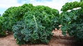 Organic kale - cabbage cultivation in agriculture in Germany.