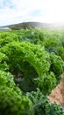 Organic kale - cabbage cultivation in agriculture in Germany.