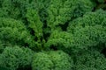 Organic kale with water droplets in closeup Royalty Free Stock Photo