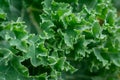 Organic kale with water droplets in closeup Royalty Free Stock Photo