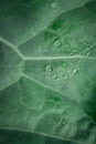 Organic kale with water droplets in closeup Royalty Free Stock Photo