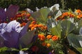 Organic kitchen garden. Royalty Free Stock Photo