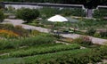 Organic kitchen garden.