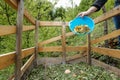Organic kitchen waste being thrown on a compost