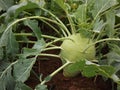 Organic kohlrabi growing in farm field Royalty Free Stock Photo