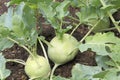 Organic Kohlrabi growing in the field Royalty Free Stock Photo