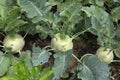 Organic Kohlrabi growing in vegetable garden Royalty Free Stock Photo