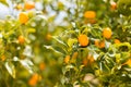 Organic Kumquat fruit on the tree on a blurred background - natural fruit background.