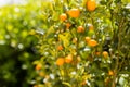 Organic Kumquat fruit on the tree on a blurred background - natural fruit background.