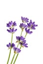 Organic lavender flower stems isolated on white background Royalty Free Stock Photo