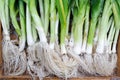 Organic leeks Royalty Free Stock Photo