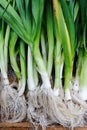 Organic leeks