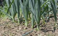 Organic Leeks Allium ampeloprasum growing in the garden. The broadleaf wild leeks in a soil