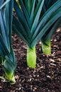 Organic leeks growing on compost soil home gardening Royalty Free Stock Photo