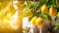 Organic lemon tree with ripe fresh citrus branches and green leaves in a sunny fruiting garden