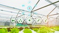 Organic lettuce agriculture farm in house controlled by modern technology with wireless network,with technology icon and WiFi