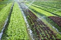 Organic lettuce being watered on the field Royalty Free Stock Photo