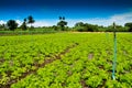 Organic Lettuce Farm