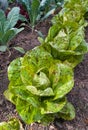 Lettuce garden - Lactuva Sativa Freckles